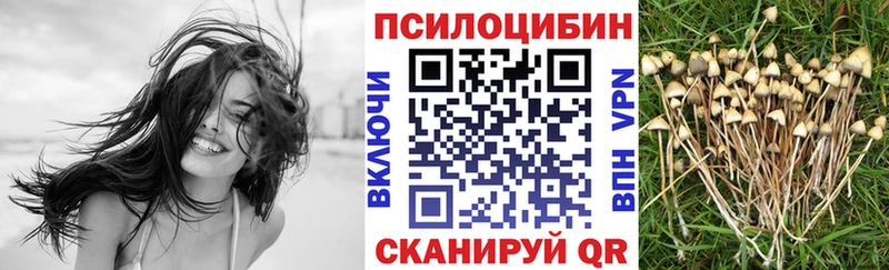 Купить закладки  Гаджиево  Псилоцибиновые грибы мицелий 